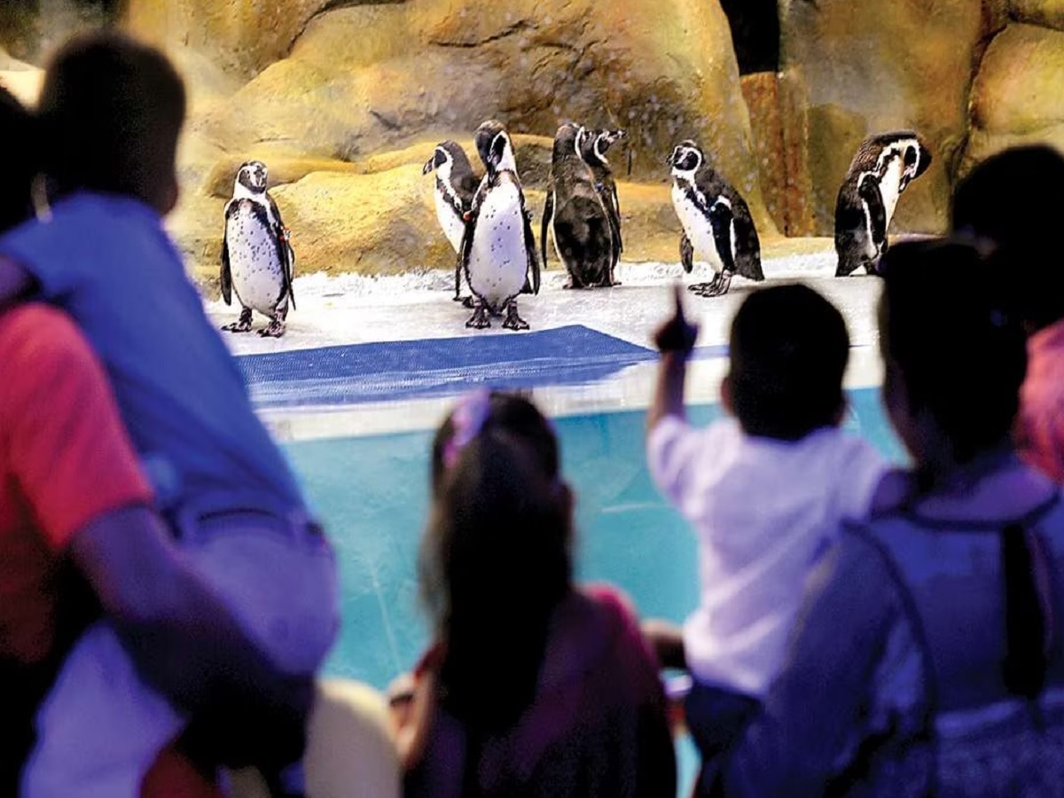मुंबईतील राणीच्या बागेतील पेंग्विन्सची डिमांड वाढली; गुजरातसह अनेक राज्यांनी केली पेंग्विन्स देण्याची मागणी title=