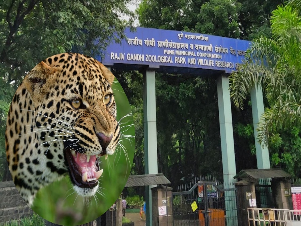 Pune News : पुण्यातील प्राणी संग्रहालयातून बिबट्या पसार, नागरिकांमध्ये भीतीचं वातावरण  title=