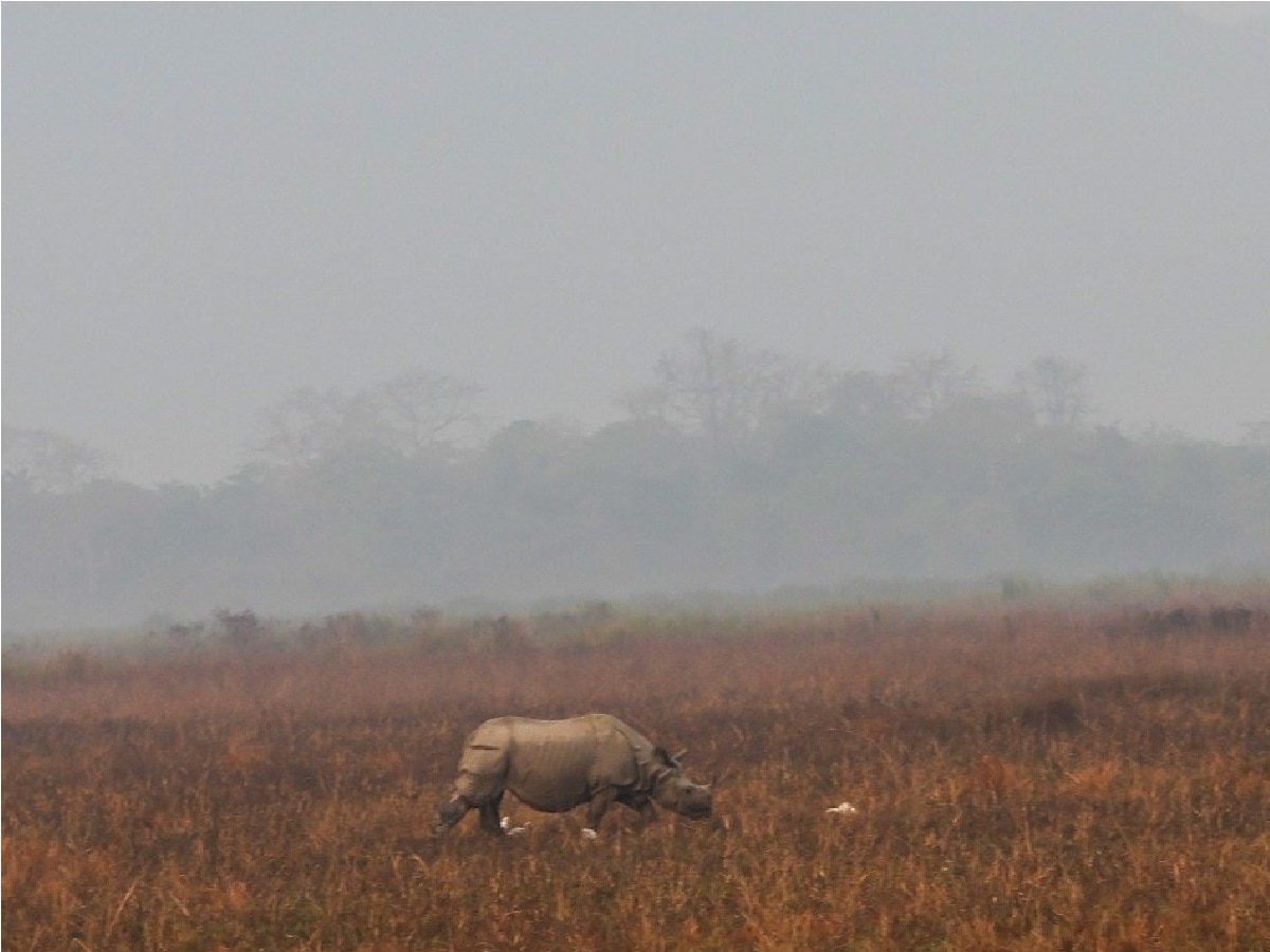 kaziranga national park rhino