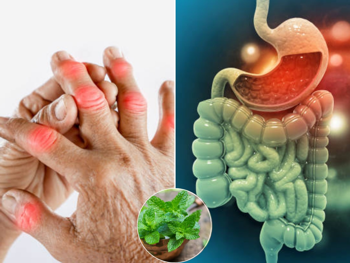 Mint Leaves or Pudina for Uric Acid in Marathi Know Best Health