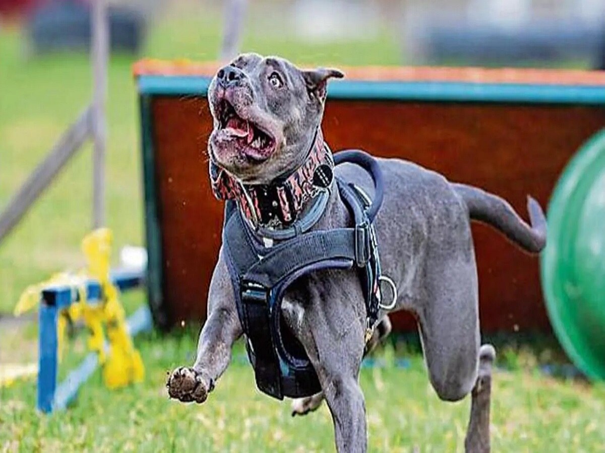 भारतात Pitbull, Rottweiler सारख्या 23 खरतनाक श्वानांवर बंदी, परवानाही मिळणार नाही title=