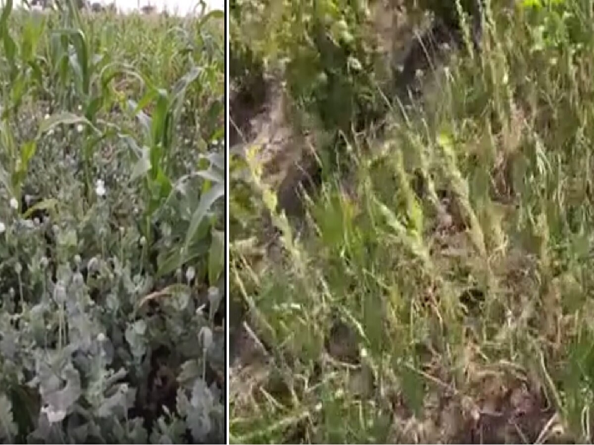 खसखसच्या नावाखाली अफूची शेती; पुण्यातील शेतकऱ्याचा धक्कादायक प्रयोग