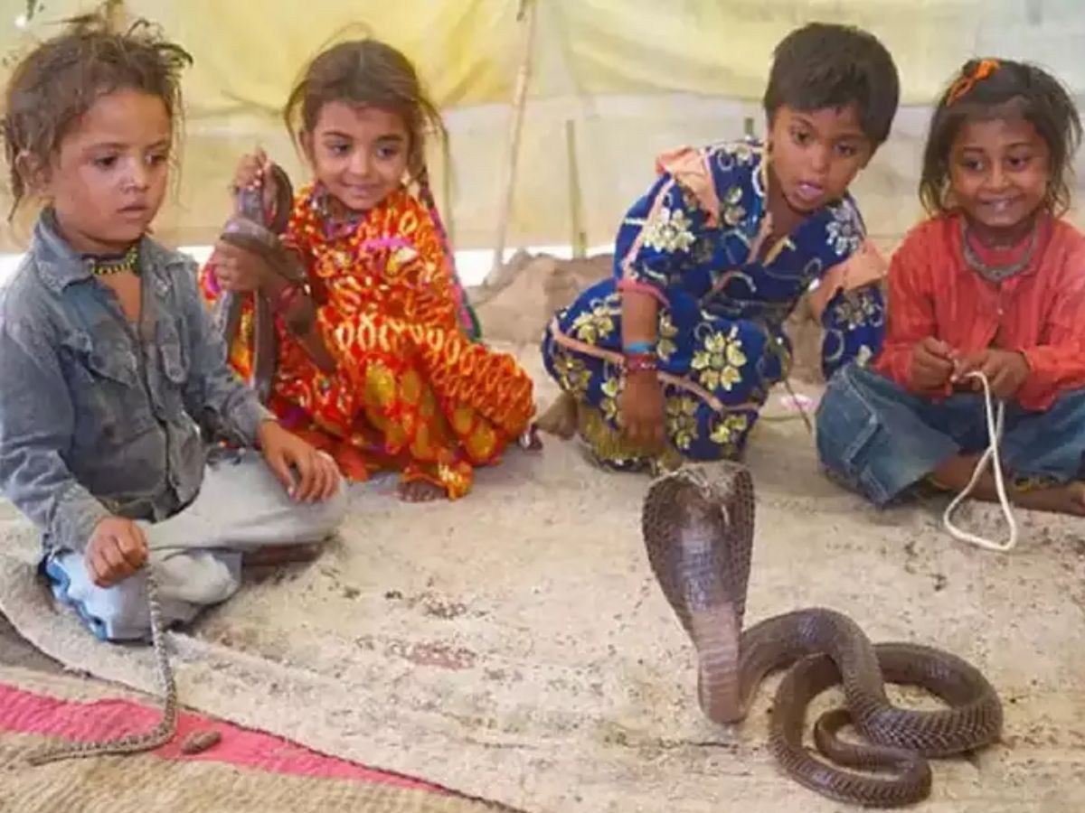 महाराष्ट्रातील अनोखे गाव, जिथे घरात पाळले जातात साप; मुलांच्या अंगा-खांद्यावर खेळतात नाग