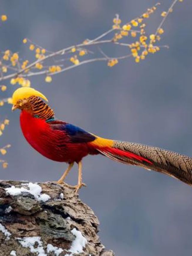These rare birds of space are on the verge of extinction
