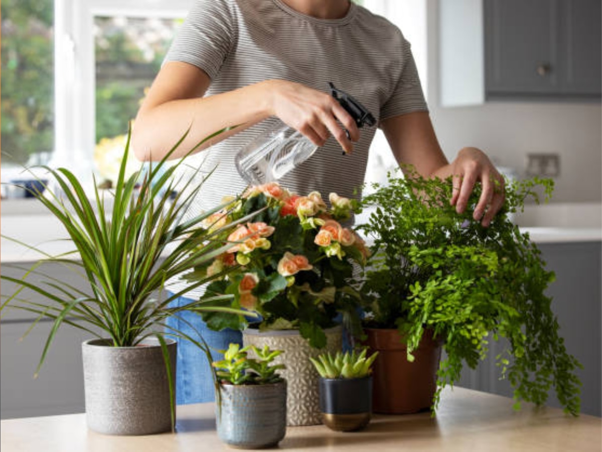 Vastu Tips For Plant : पॉझिटिव्ह एनर्जीला आकर्षित करतात 'ही' रोपे; आताच घरी लावा title=