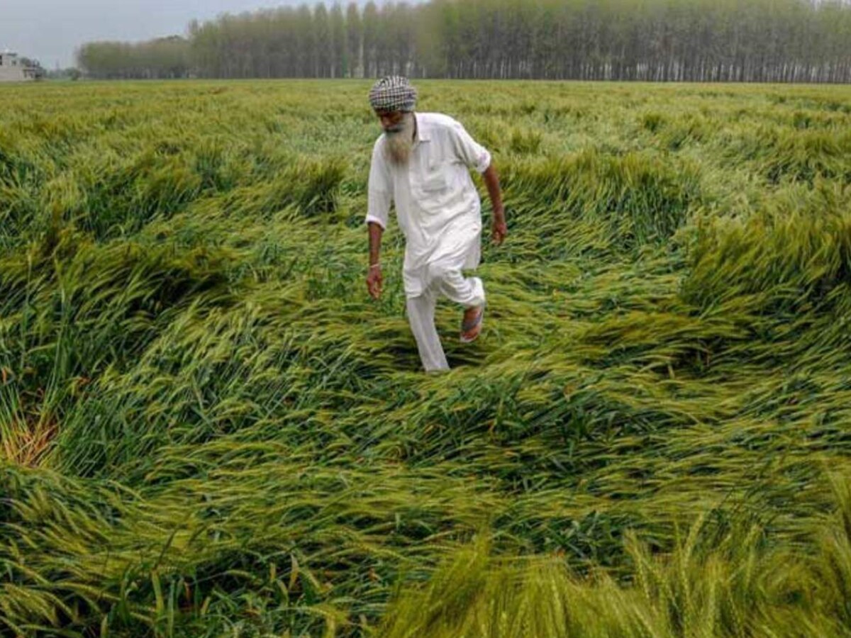 राज्यातील या जिल्ह्यांमध्ये अवकाळी पाऊस, आंबा बागांसह उन्हाळी पिकांना फटका