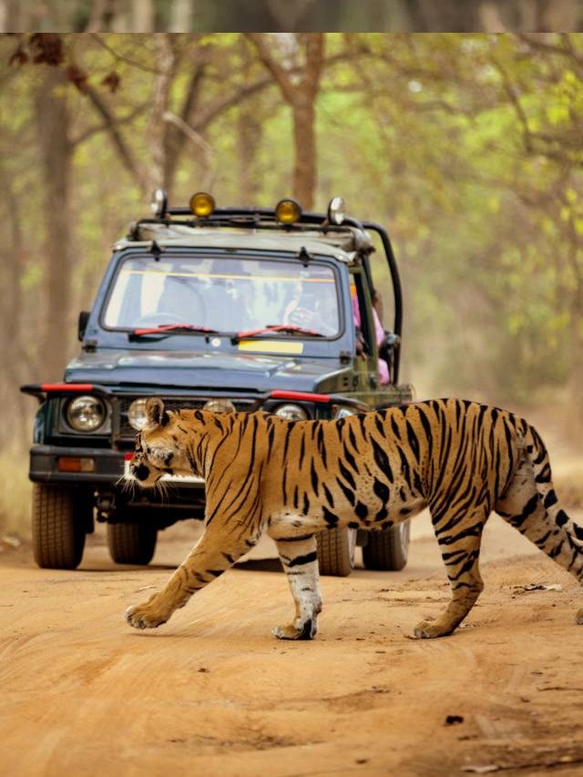 best places in india for guaranteed tiger spotting, jungle safaris in india,  guaranteed tiger spotting places in india, guaranteed tiger spotting safaris in india, भारत, मराठी बातम्या, बातम्या, वाघ 