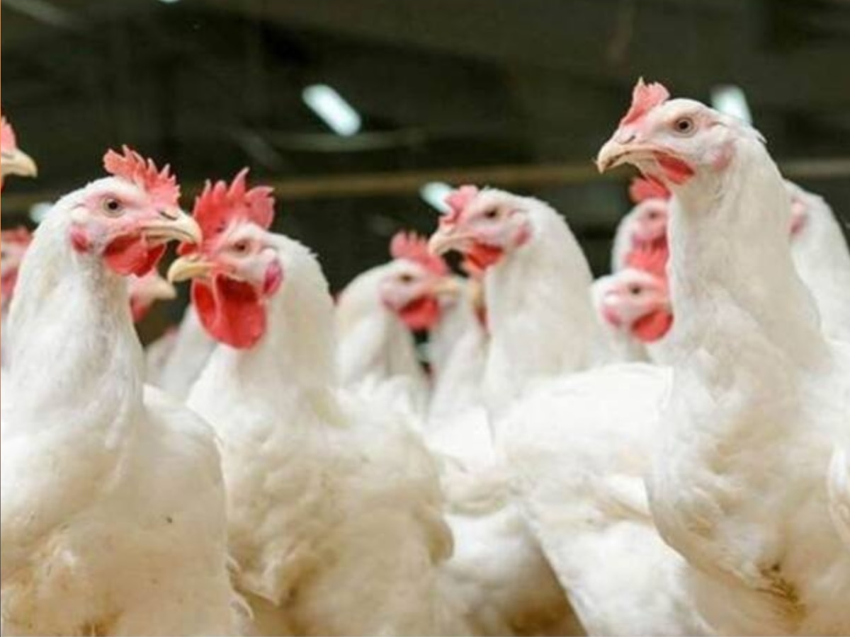 H5N1 Bird Flu: बर्ड फ्लू माणसात पसरतोय? कोरोनापेक्षा 100 पटीने खतरनाक  title=