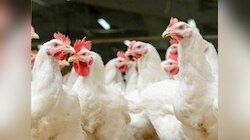 H5N1 Bird Flu: बर्ड फ्लू माणसात पसरतोय? कोरोनापेक्षा 100 पटीने खतरनाक 