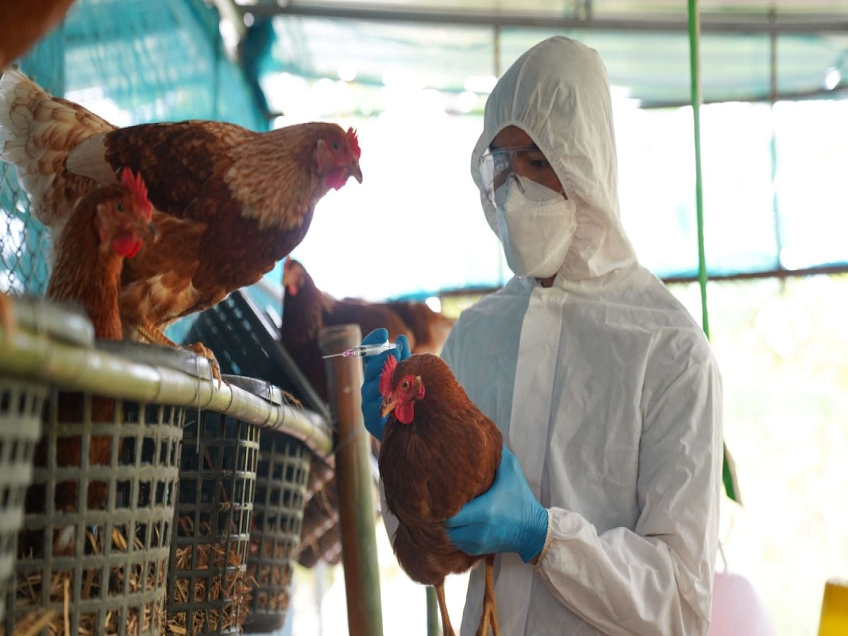 Bird Flu : कोरोनापेक्षाही बर्ड फ्ल्यूचं थैमान वाढणार? भारताला किती धोका title=