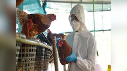 Bird Flu : कोरोनापेक्षाही बर्ड फ्ल्यूचं थैमान वाढणार? भारताला किती धोका