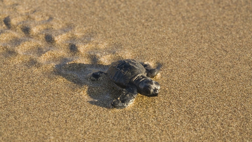 Konkan anjarle beach feels like goa turtle festival details 