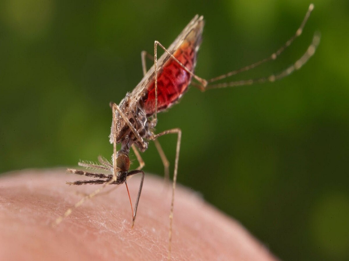 3 महिन्यांत डेंग्यू, मलेरिया, चिकनगुनियाचे 3500 रुग्ण, महाराष्ट्रातील आकडेवारी काय सांगते? title=