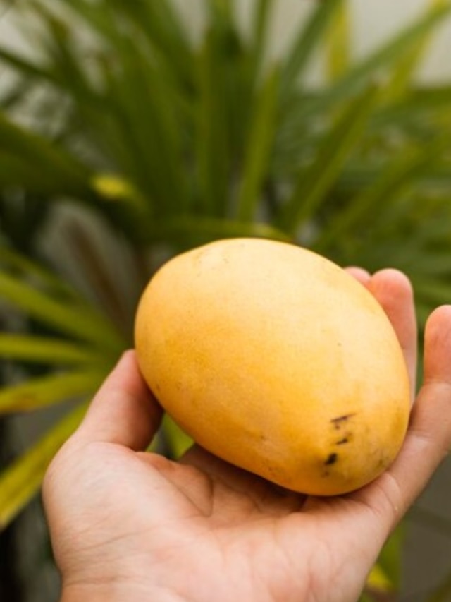 3 Tricks to Identity Chemically Ripe Mango in Marathi 