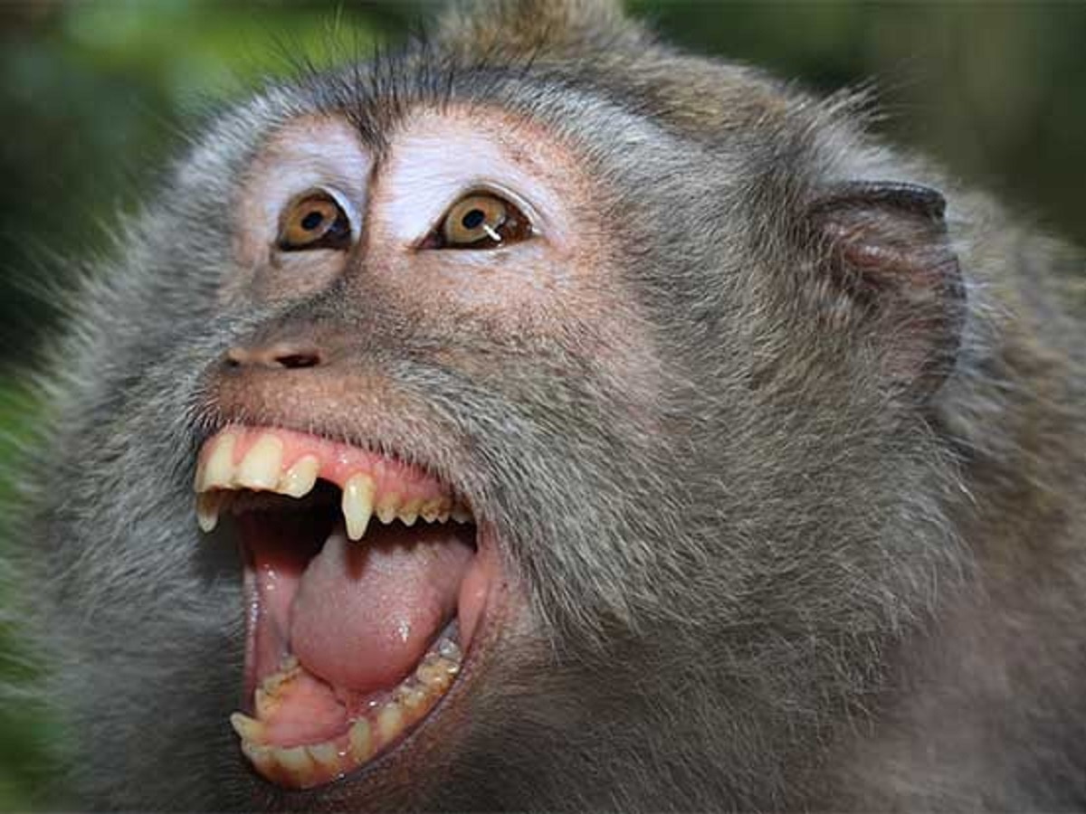माकड चावल्याने होऊ शकतो मृत्यू, B Virus ची लक्षणे आहेत तरी काय? title=