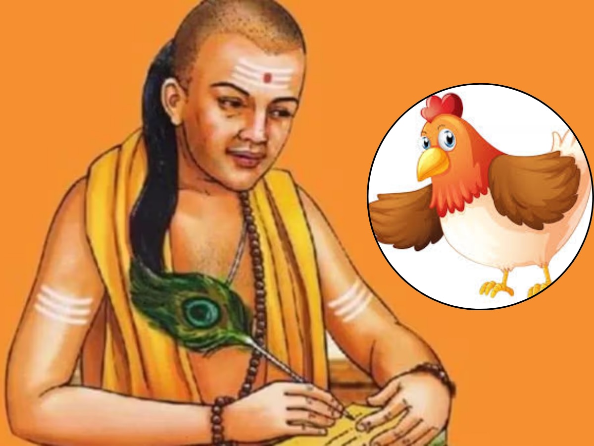 Chanakya Niti : कोंबड्याकडून शिका 4 गोष्टी, जीवनात कधीच येणार नाही अपयश  title=