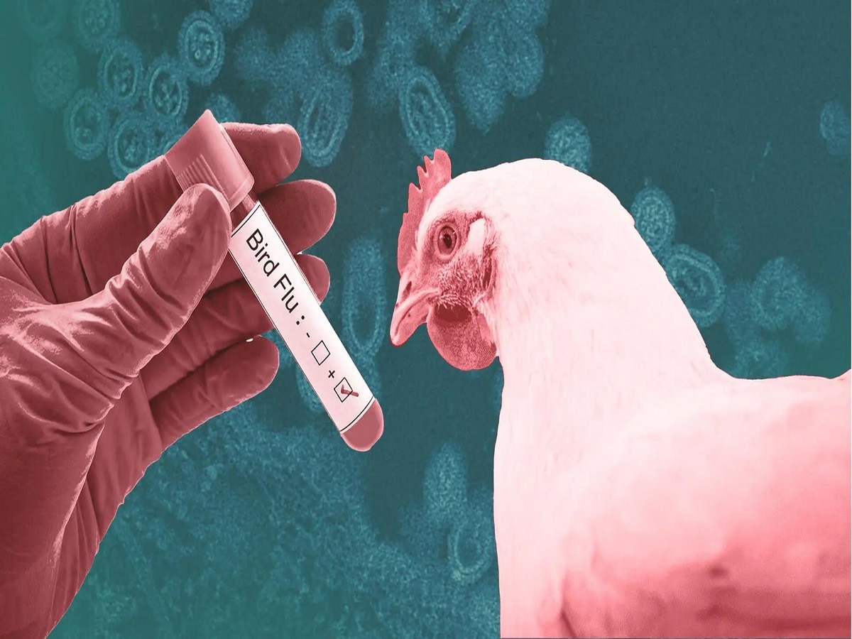 Bird Flu Outbreak धक्कादायक! भारतात 'या' भागात बर्ड फ्लूचा उद्रेक