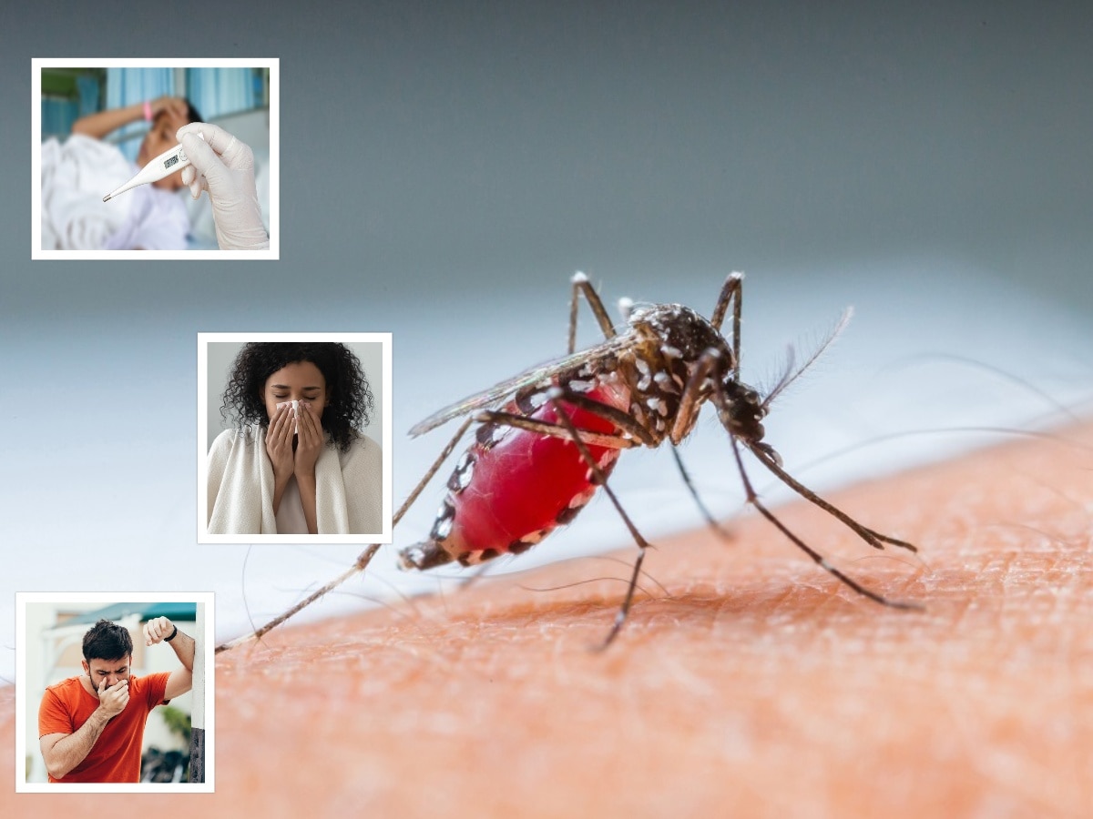 World Malaria Day 2024: 'या' 10 लक्षणांकडे दुर्लक्ष करु नका, असू शकतो मलेरिया title=