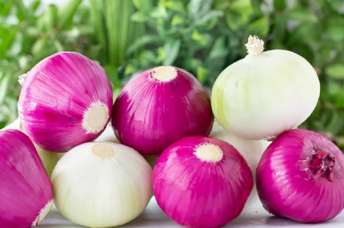 Onion Tips उन्हाळ्यात लाल की पांढरा, कोणता कांदा खावा? जाणून घ्या या