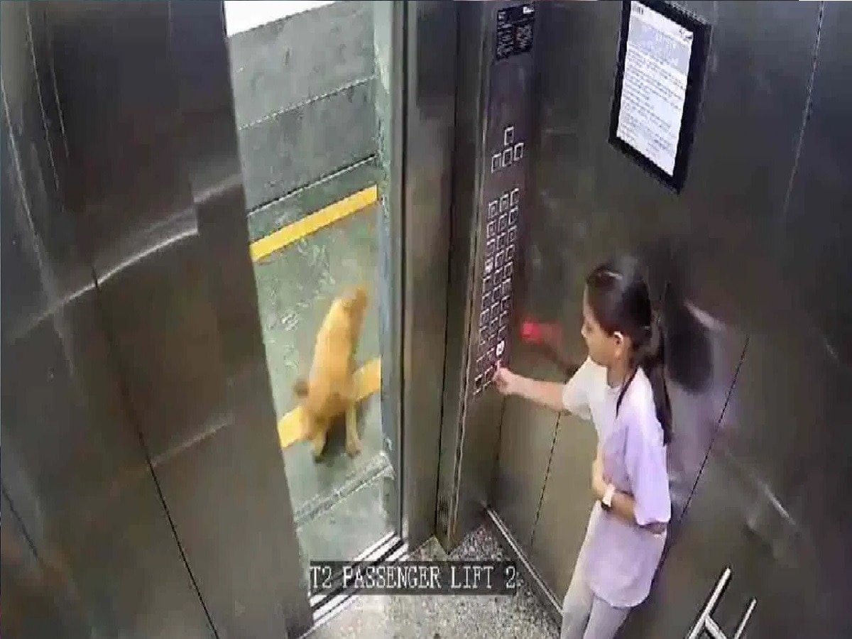 लिफ्टमध्ये कुत्र्याचा लहान मुलीवर हल्ला, अंगावर काटा आणणारा Video title=