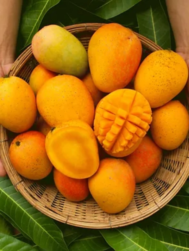 How To Recognize Devgad Hapus and Karnatak Mango Differance Between them 