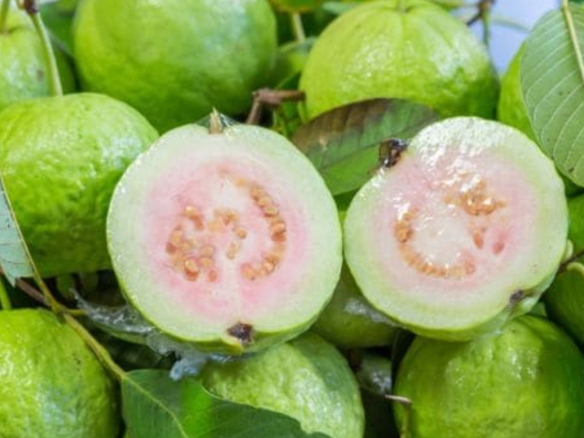 health Benefits of Guava for diabetes patients control sugar 