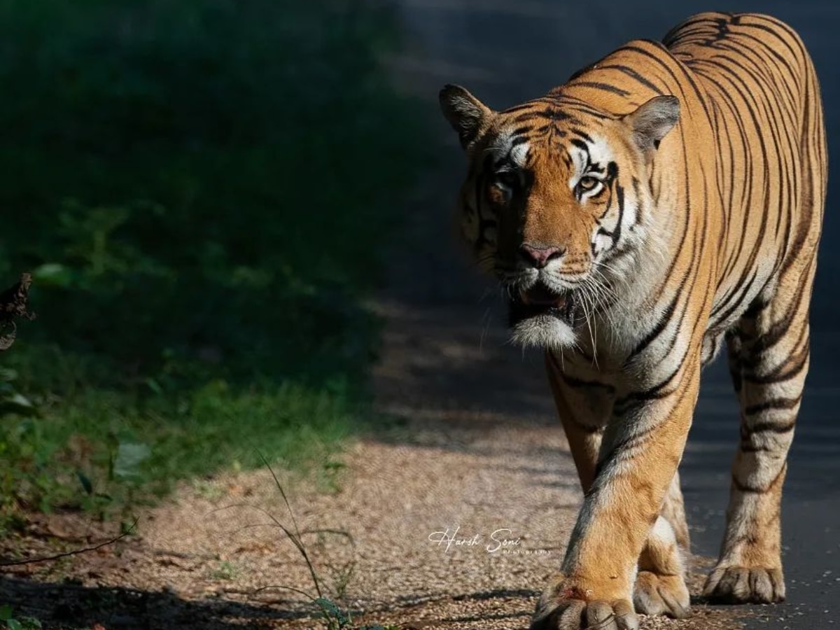 India Nagpur Pench Tiger Reserve declared First International Dark Sky Park know details