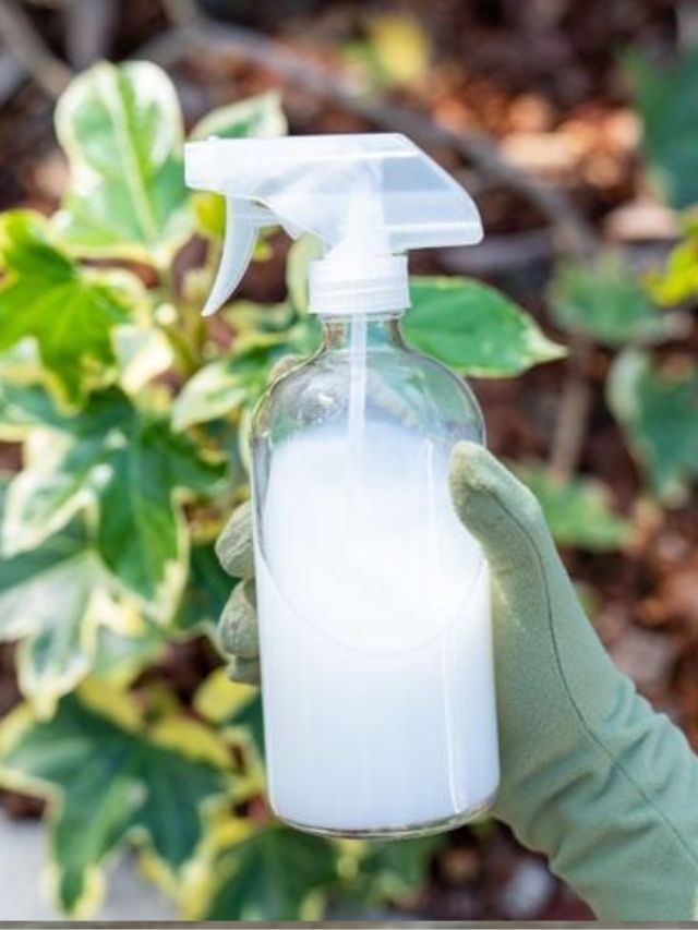 make organic liquid fertilizer from buttermilk