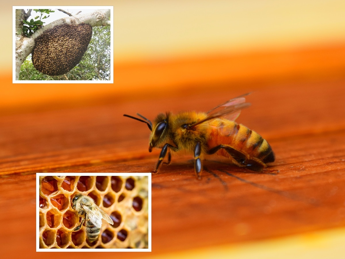 1 ग्रॅम मध बनवण्यासाठी 195 किमीपर्यंत प्रवास करतात मधमाशा; जाणून घ्या अशा रंजक गोष्टी title=
