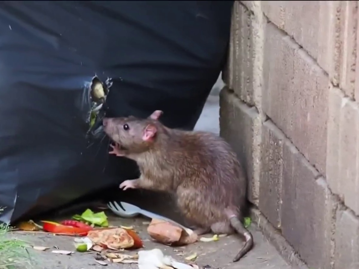 How to Get Rid of Rats Utility Marathi News 