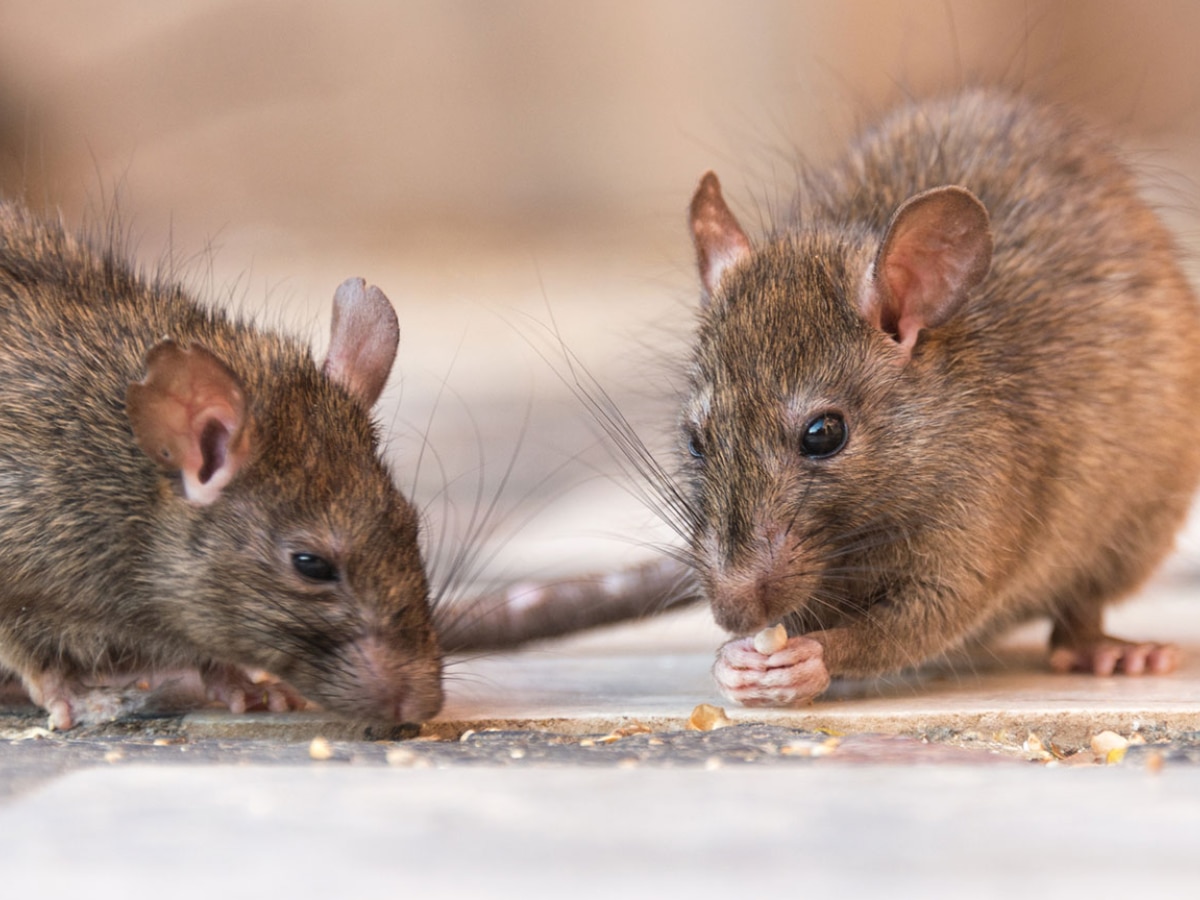 How to Get Rid of Rats Utility Marathi News 