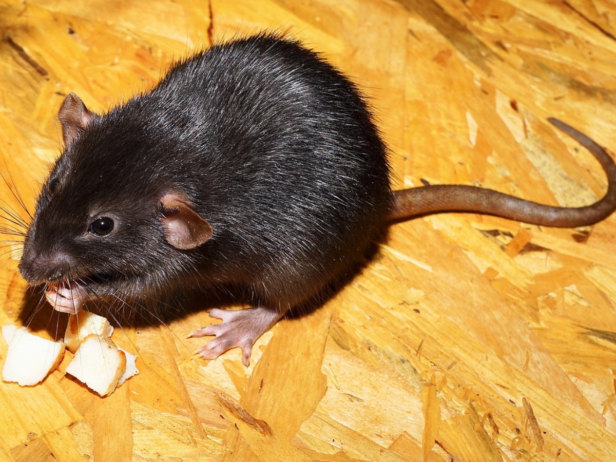 How to Get Rid of Rats Utility Marathi News 