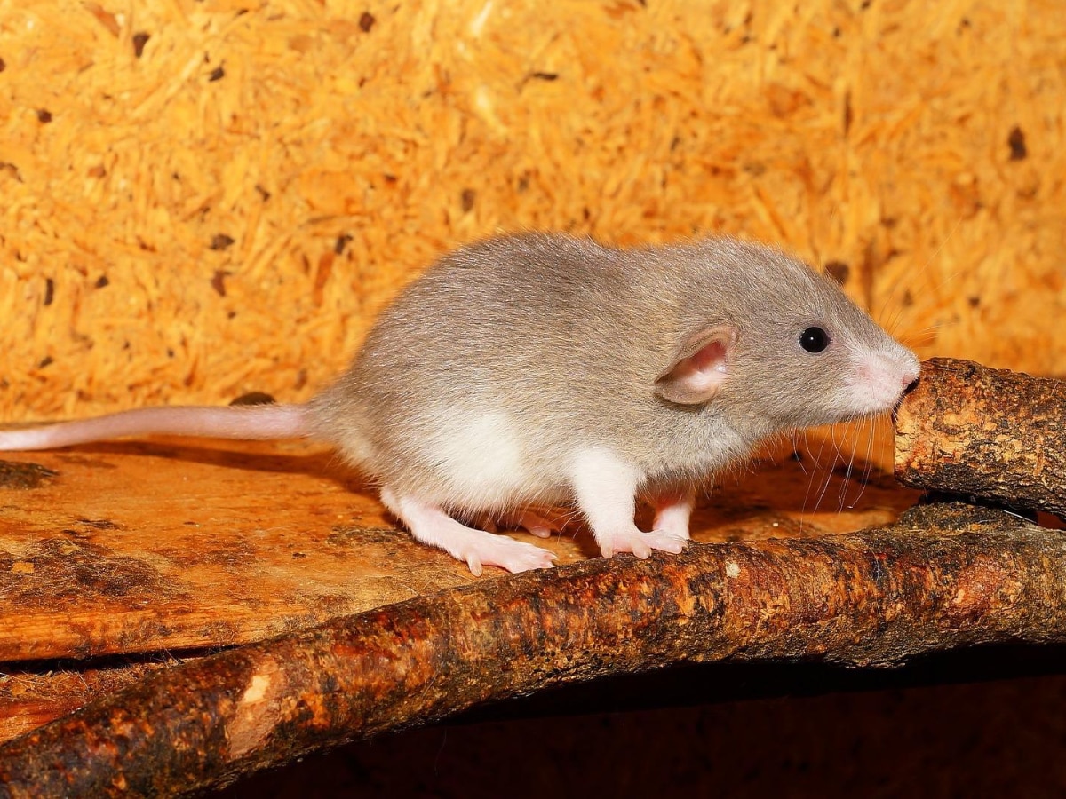 How to Get Rid of Rats Utility Marathi News 