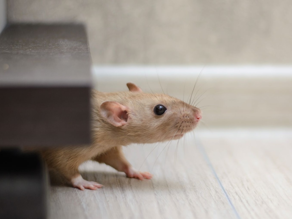 How to Get Rid of Rats Utility Marathi News 