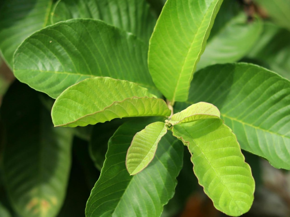 Peru Leaf Health Benifits constipation, diabetes BP Health Marathi News