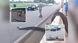 ट्रॅफिकला लागलेला ब्रेक, सेल्फी अन्...; सापाच्या रस्ता क्रॉसिंगचा Video ठरतोय चर्चेचा विषय