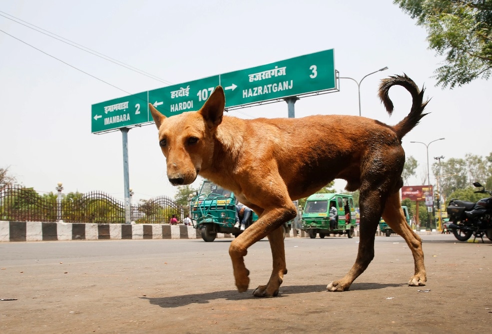 stray dogs exist in India each state