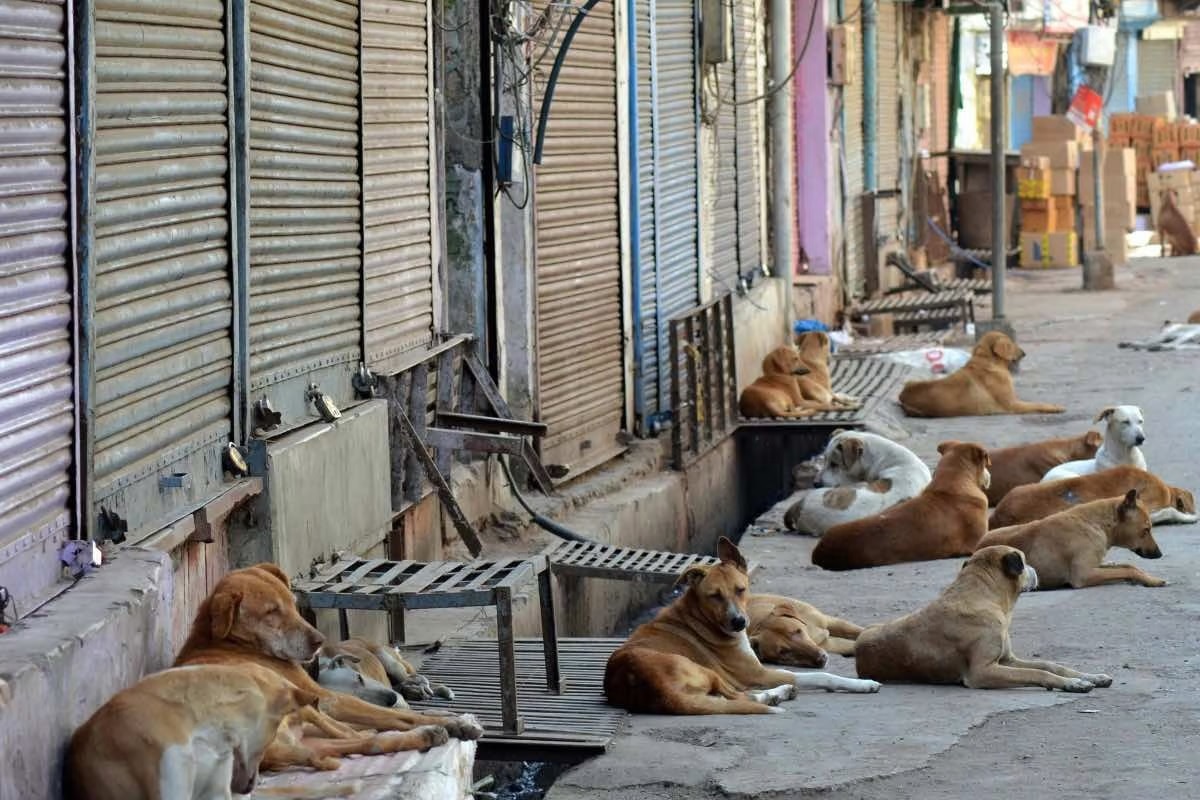 stray dogs exist in India each state