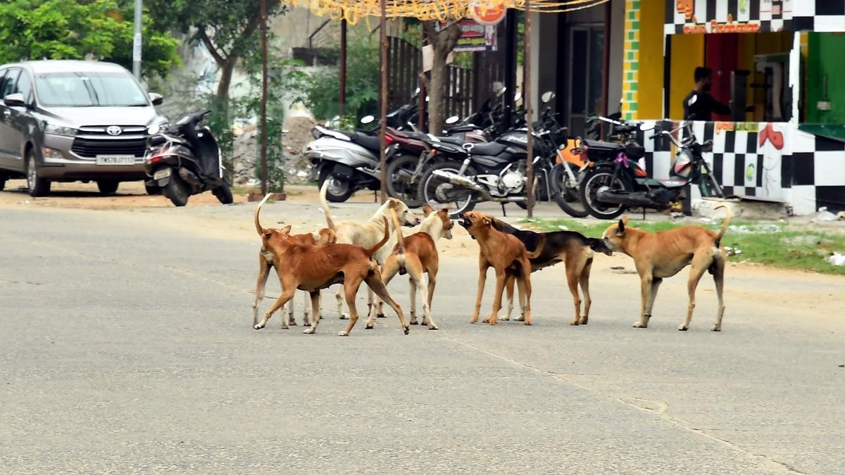 stray dogs exist in India each state