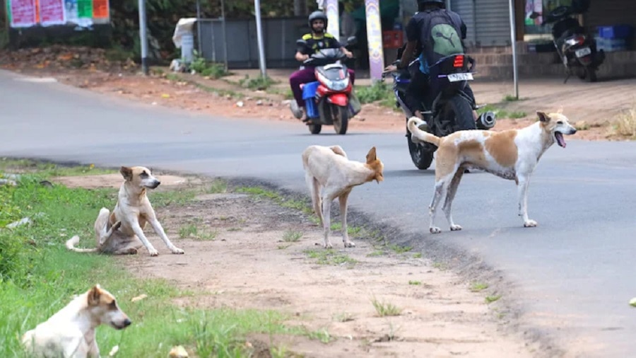 stray dogs exist in India each state