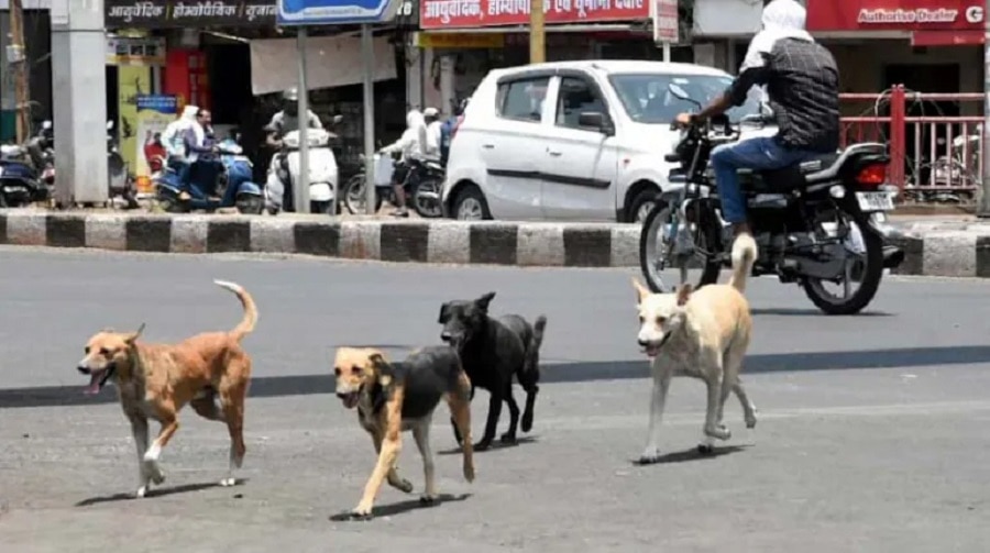 stray dogs exist in India each state