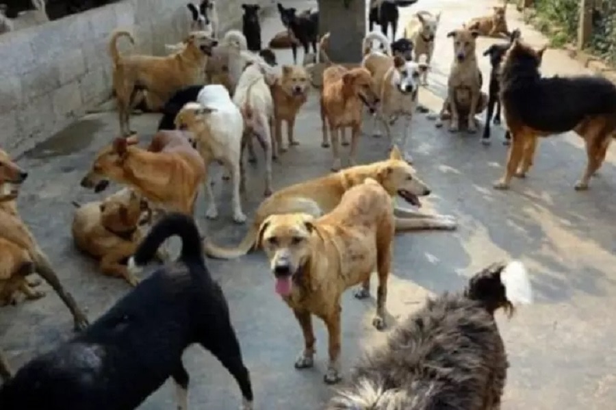 stray dogs exist in India each state