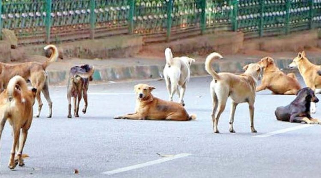 stray dogs exist in India each state