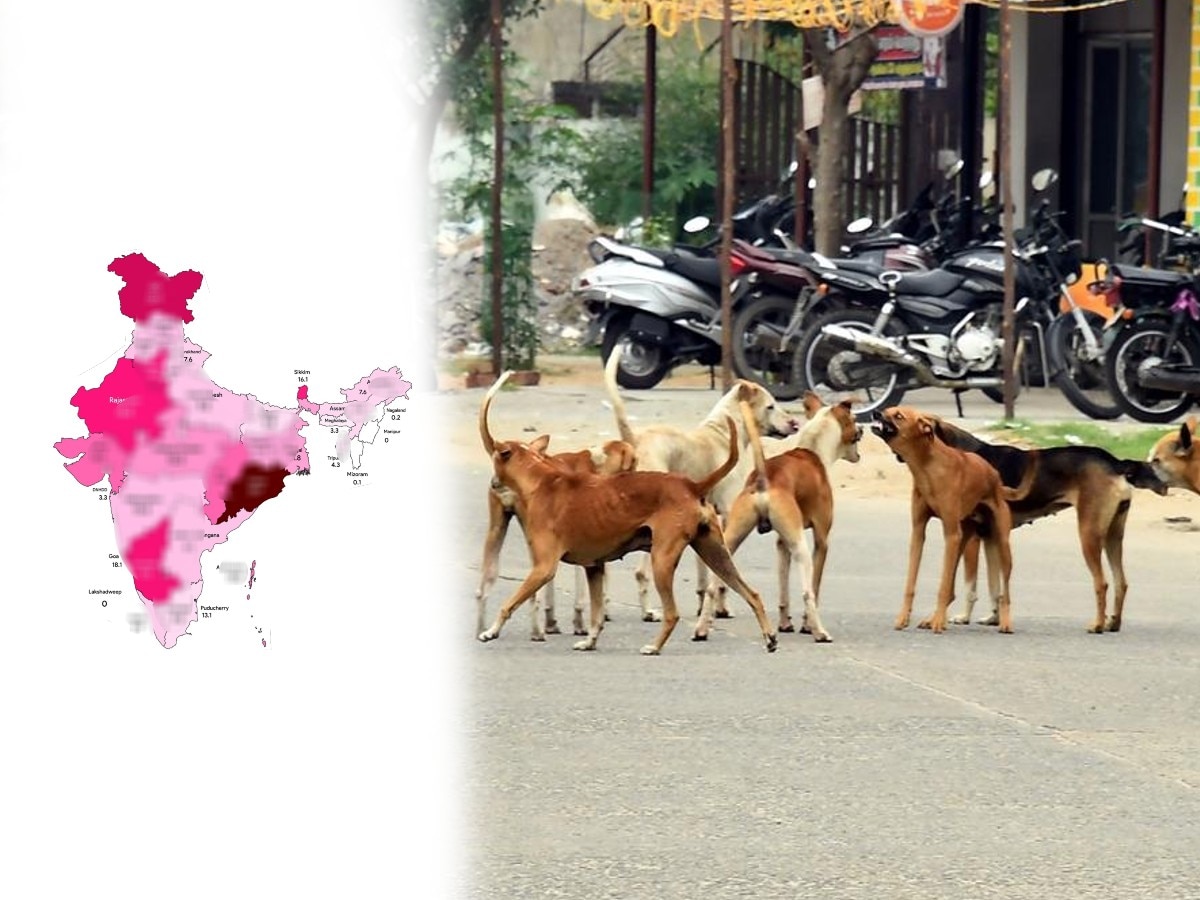 stray dogs exist in India each state