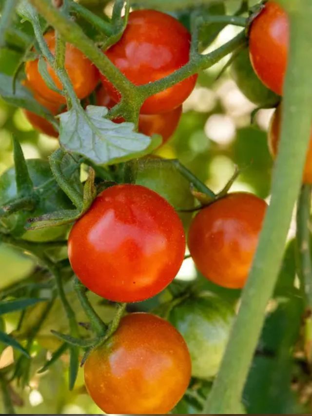 What is the name of the tomato in the Marathi