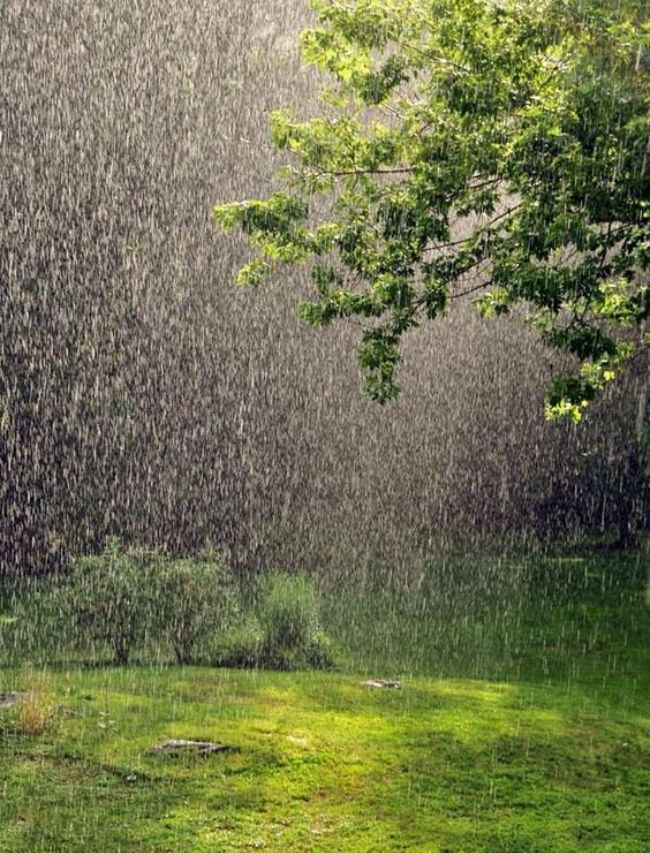 How to get rid of fungus in monsoon
