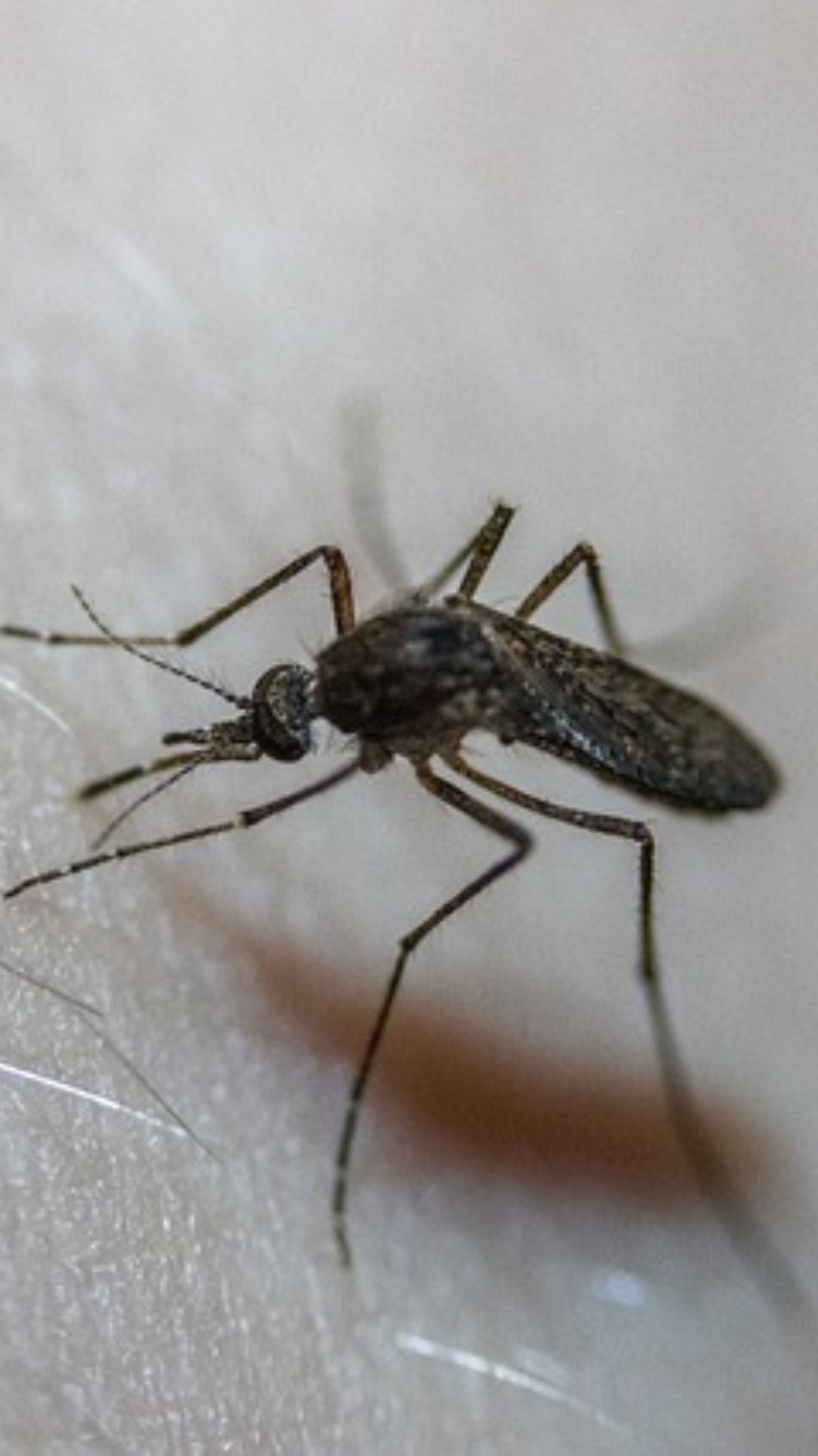 Dengue Mosquito Bite time Health Marathi News 