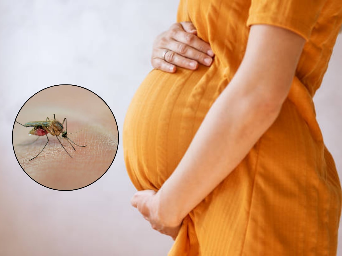 Pregnant महिला देखील Zika Virus चा शिकार, गरोदर स्त्रीने 5 लक्षणांकडे दुर्लक्ष करु नका  title=