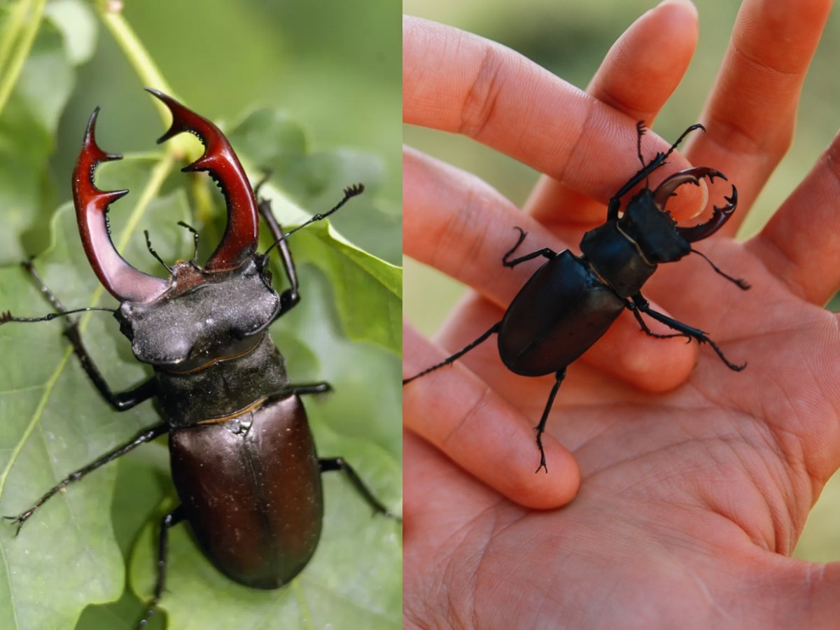 world expensive insect stag bettle Features Marathi News