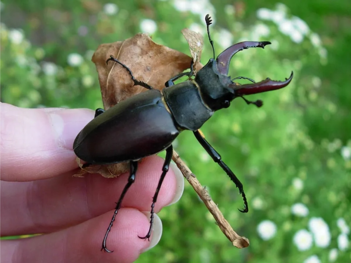 world expensive insect stag bettle Features Marathi News